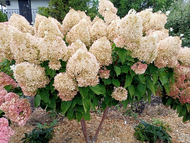 Әдемі брюнеткамен таңғажайып секс видео Анамның мас досымен порно