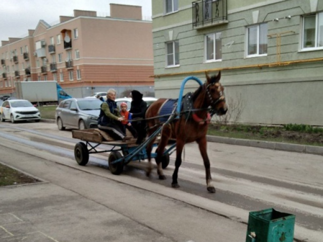 Ул телеги. Лошадь в Кошелеве.