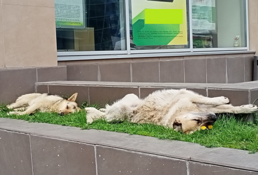 Улицы Сызрани очищают от бездомных собак