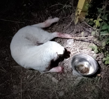 Ночью в Сызрани поезд отрезал собаке лапы