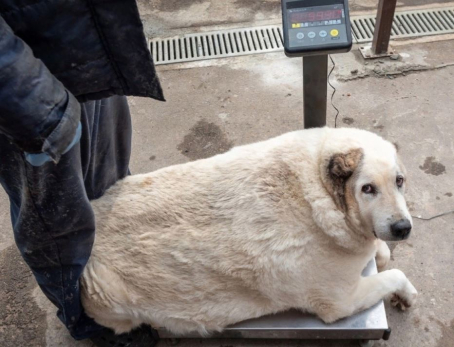 Жертва пищевого насилия: зоозащитники спасают 100-килограммового пса Кругетса