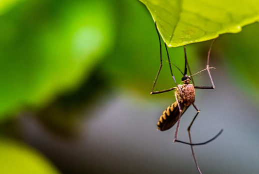 Новая зараза прилетит в Россию с комарами: Роспотребнадзор подтвердил мрачный прогноз
