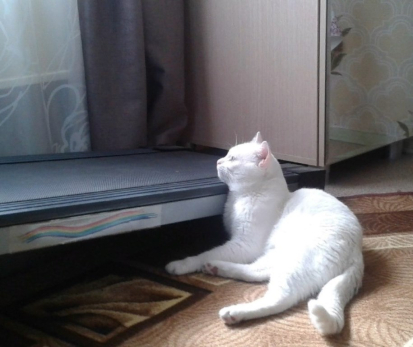 Россиянам вернут затраты на домашних животных: государство готово раскошелиться, но есть условие