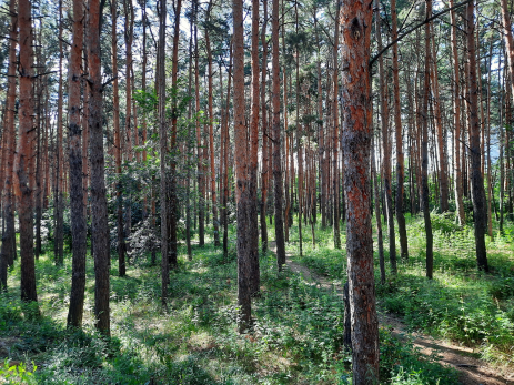 Россиянам объяснили, как правильно собирать валежник, чтобы не наказали