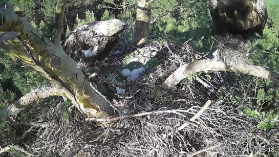 У поселившиеся под Сызранью солнечных орлов сегодня вылупился первый птенец