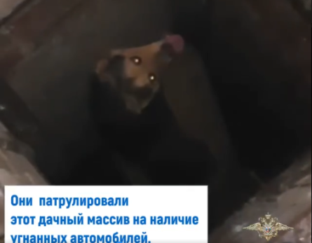 Пришли на вой: полицейские спасли попавшего в западню пса