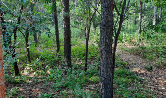 Грибников отправят за решетку и выпишут штраф в миллион, если в корзине обнаружат хотя бы один гриб из списка