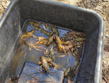 В Сызрани мужчина на своей шкуре проверил, где раки перезимовали