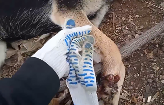 Неизвестные установили капкан в спальном районе Сызрани, уже есть первая жертва