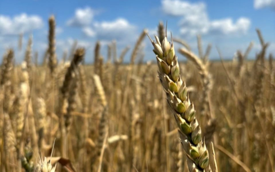 Будет ли хлеб? Под Сызранью на глазок оценили урожай после неправильной зимы