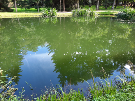 Со дна озера Светлое достали 51-летнюю утопленницу