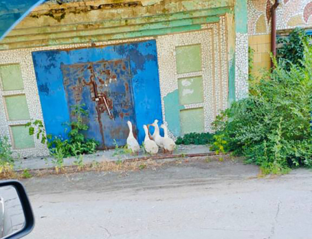 Милый, ты куда? В Сызрани в утренний час пик были замечены необычные пешеходы