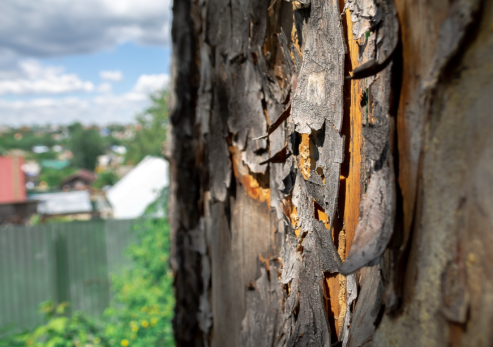 Самка овода не кусает, а откладывает в человека личинки: виды укусов насекомых, как отличить и чего бояться