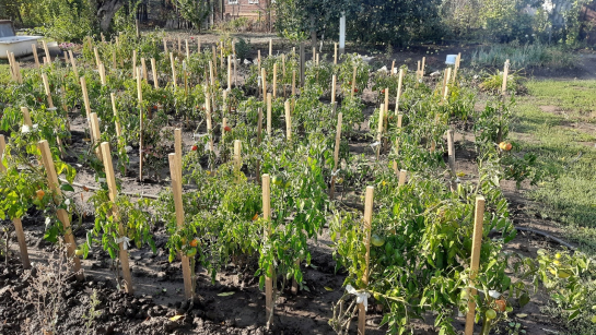 Немного горчицы, уксуса и мыла: эти народные рецепты разгонят насекомых и вредителей на вашей даче