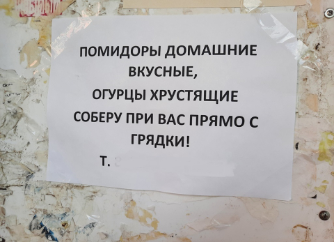 Соберу при вас: вышедшему из доверия сызранскому помидору пытаются вернуть благосклонность покупателей