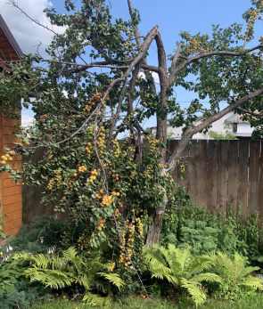 Потрепал дачу шторм - не беда: что делать, если сломалось дерево