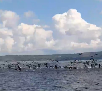 Бедствие для рыбаков: огромная стая бакланов поселилась под Сызранью и тоннами пожирает рыбу на Волге