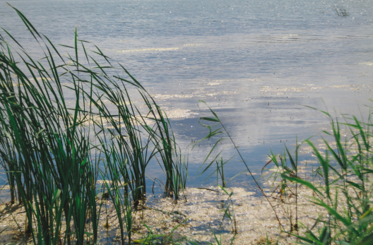 На Волге рыба покусала удивленного рыбака