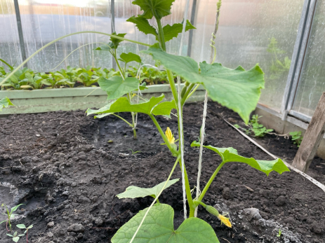 Пора солить, а огурцы еще не поспели: бывалая дачница дала 6 простых советов, как спасти урожай