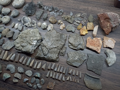 Берега Волги под Сызранью усеяны древнейшими хищниками: парк Юрского периода в отставке