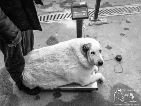 Прости, что не смогли найти тебе семью: ушел на радугу Кругетс - самый толстый пес России