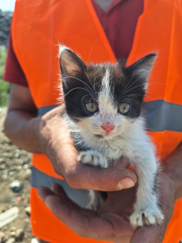 В Самарской области работник свалки спас попавшего в западню котенка