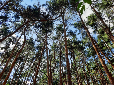 Под Сызранью разрешат расстрелять десять лосей и четырех барсуков