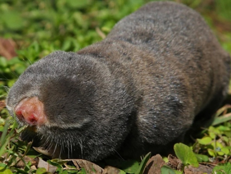 Подземное чудище «без глаз» оказалось на грани исчезновения в Самарской области