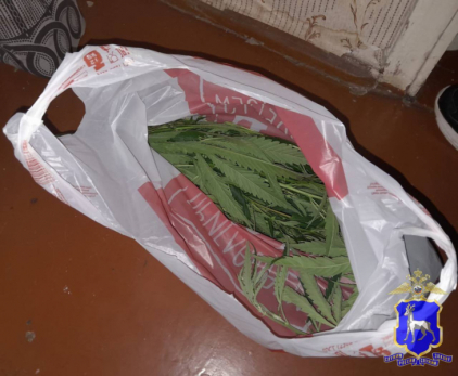 В Сызрани любитель «травки» со стажем оказался в привычной ситуации