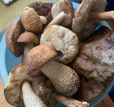 Опасные двойники: как отличить съедобные грибы от ложных