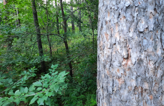Съешь и будешь молодым: названы грибы, которые на время отменяют старость