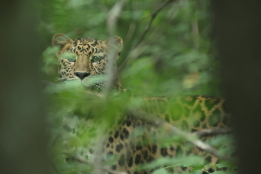 ВТБ: дальневосточный леопард вышел к сотрудникам нацпарка «Земля леопарда»
