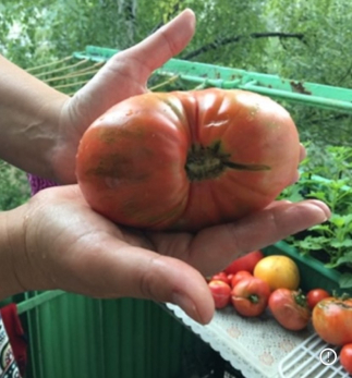 Дачникам объяснили, чем сейчас массово болеют помидоры с огурцами и чем их лечить
