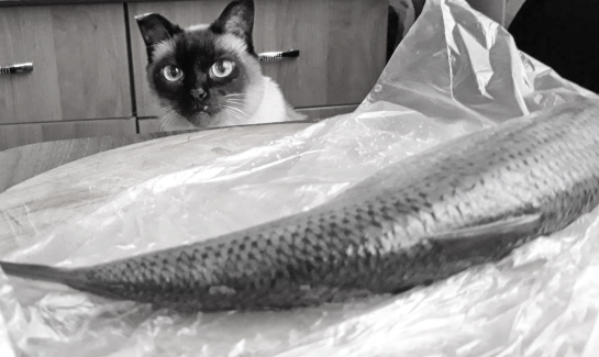 Ветеринар объяснила, какими подарками задобрить домашнего кота