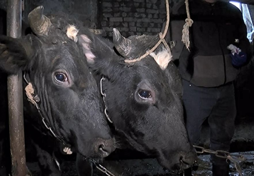 Знаменитая сызранская порода коров может отправиться вслед за мамонтами: ученые приняли экстренные меры