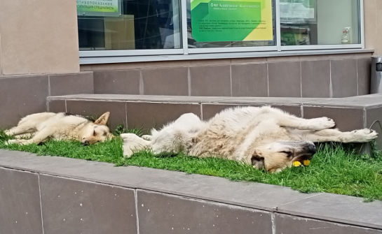 Сотни собак с улиц Сызрани увезли на специальные процедуры