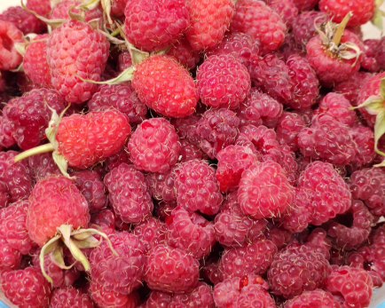 В день малинового варенья узнали самый вкусный и полезный рецепт лакомства-пятиминутки