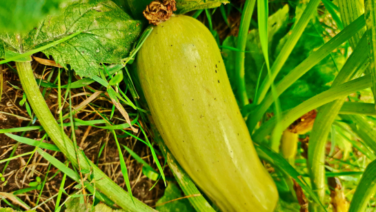 Будут лежать до следующего лета: Роскачество раскрыло секрет длительного хранения кабачков