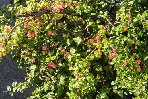 Яблочный спас 19 августа: какую еду готовить, что разрешено и от чего лучше воздержаться, чтобы не гневить небеса