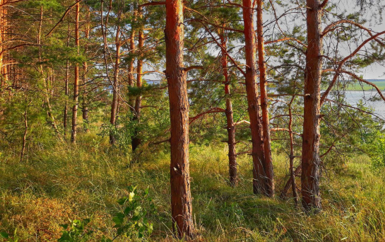 Раскрыта загадка, почему комары кусают одних и игнорят других - что съесть для отпугивания кровососов