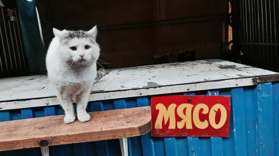 Депутат посоветовал небогатым россиянам переходить на дешевый белок