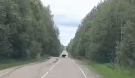 В Ульяновской области заметили прогуливающегося по трассе медведя - видео