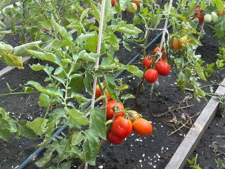 Климат такой, что пришло время спасать урожай томатов: вершинная гниль - не приговор