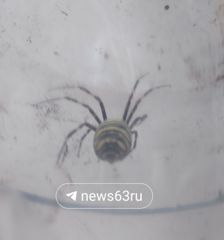 Монстры прилетели: ядовитых летающих пауков-гигантов заметили в Самарской области
