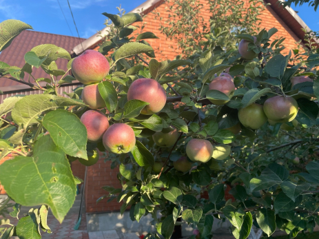 Опять в дело и с выгодой: дачникам рассказали, что делать с опавшими яблоками и грушами
