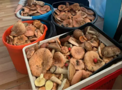 Сыроежки даже в руки не берите: почему даже съедобные грибы через пару часов превращаются в яд