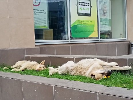 Кинолог объяснил, умеют ли собаки мстить