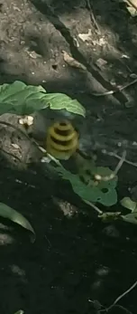 Страшный до ужаса и ноги по километру, фу. Я его на перце пришибла: в Сызрани появились летаюшие гигантские пауки-монстры