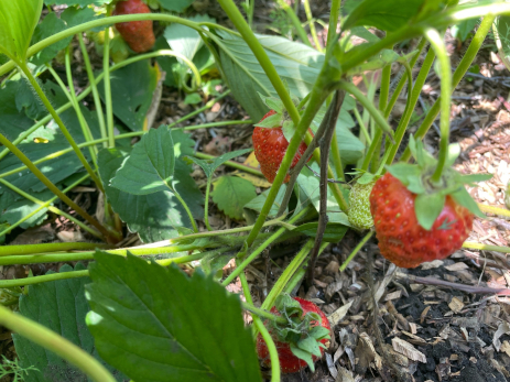 Берем золу и вперед: что нужно сделать с клубникой в сентябре, чтобы собрать еще один урожай