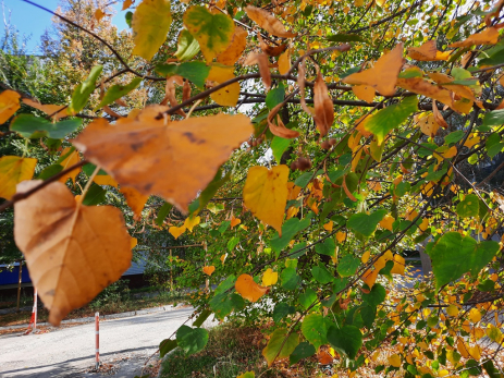 Сентябрь порадует: синоптик назвал сроки начала затяжного бабьего лета